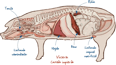 Órganos donde se pueden potencialmente encontrar lesiones asociadas a la circoviroisis porcina
