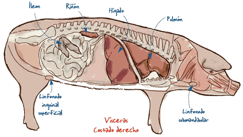Órganos donde se pueden potencialmente encontrar lesiones asociadas a la circoviroisis porcina