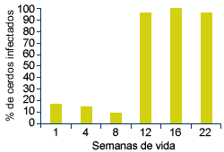 Dinámica infección por PCV2 granja A