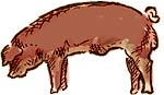 Duroc