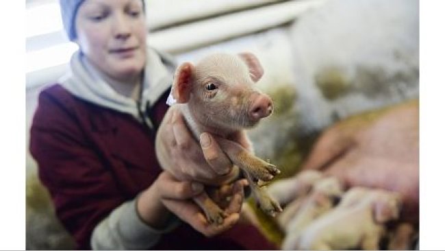 Производство свиней