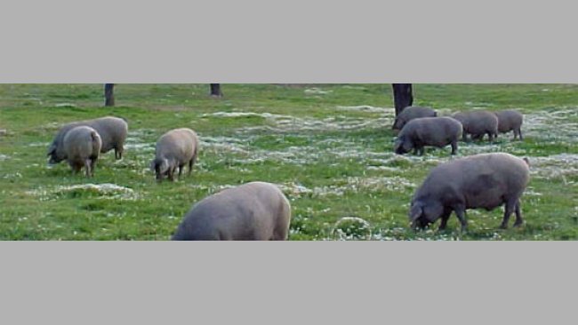 Cerdos ibéricos en la dehesa