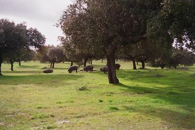 Dehesa