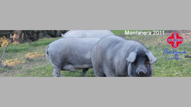 Beher montanera 2011