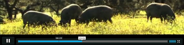 AECERIBER - Sólo ibérico