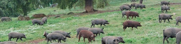 FAECA defiende que en el sector del ibérico se llame a las cosas por su nombre