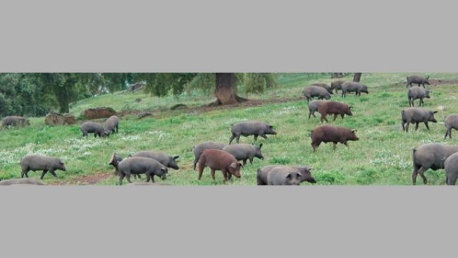 FAECA defiende que en el sector del ibérico se llame a las cosas por su nombre