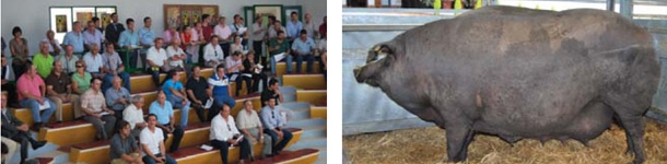 Feria Internacional Fanadera San Miguel de Zafra