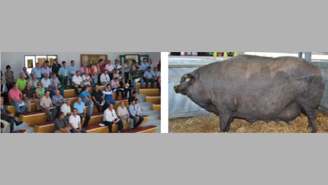 Feria Internacional Fanadera San Miguel de Zafra