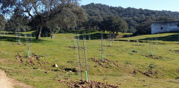 Reforestacion.jpg