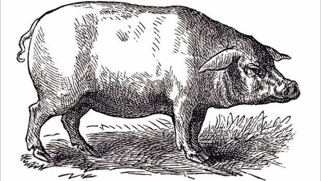 I Foro Internacional del Cerdo Ibérico