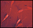 home_4269