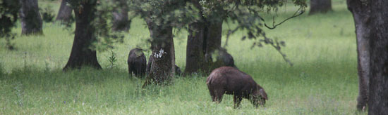 jam&oacute;n