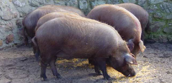 Cerdo ib&eacute;rico de la estirpe&nbsp; Guadyerbas