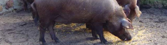 Cerdo ib&eacute;rico de la estirpe&nbsp; Guadyerbas