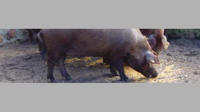 Cerdo ibérico de la estirpe Guadyerbas