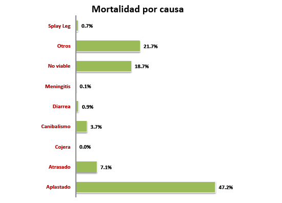 Cerdo ib&eacute;rico de la estirpe&nbsp; Guadyerbas