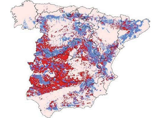 Cerdo ib&eacute;rico de la estirpe&nbsp; Guadyerbas