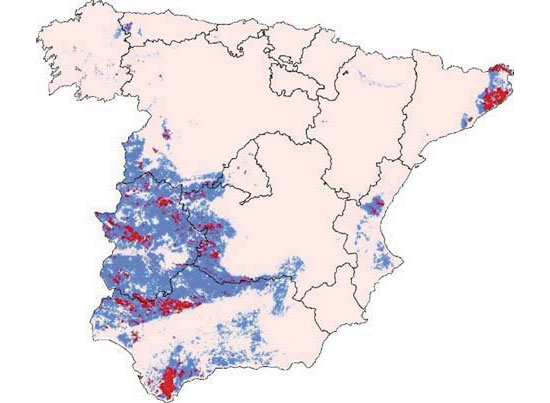 Cerdo ib&eacute;rico de la estirpe&nbsp; Guadyerbas