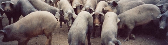 Ibéricos en extensivo