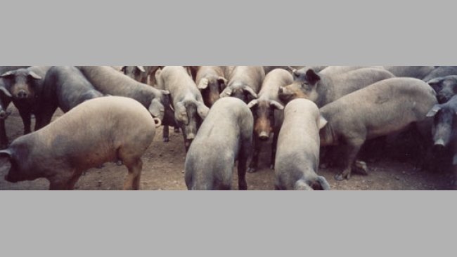 Ibéricos en extensivo