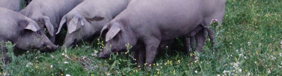 Leptospirosis en cerdos ibericos