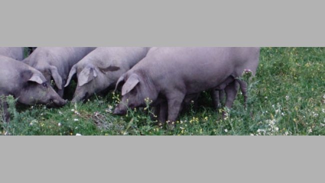 Leptospirosis en cerdos ibericos