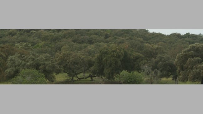 Montanera