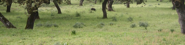 Efecto de la ingestión de hierba sobre la digestibilidad ileal de aminoácidos en el cerdo ibérico en montanera