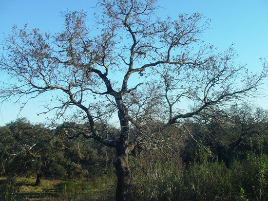 La Seca del Encinar