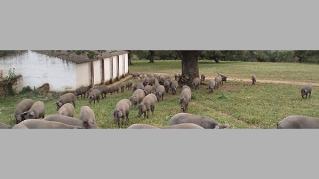 Evaluación del bienestar animal mediante parámetros de comportamiento en cerdos ibéricos