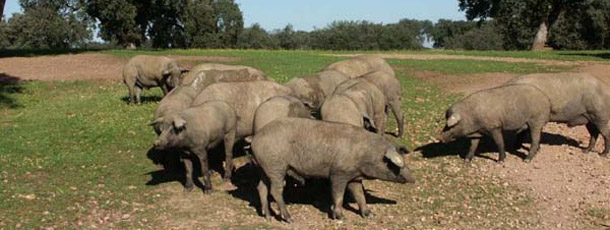 El CENSYRA potenciará la actividad del banco de germoplasma para garantizar la conservación del cerdo ibérico