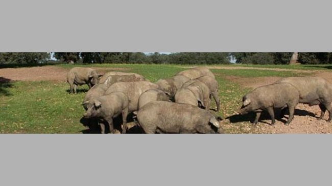 El CENSYRA potenciará la actividad del banco de germoplasma para garantizar la conservación del cerdo ibérico