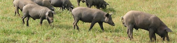 Aguilera urge a Ministerio a establecer mesa de debate para modificar la norma del ibérico