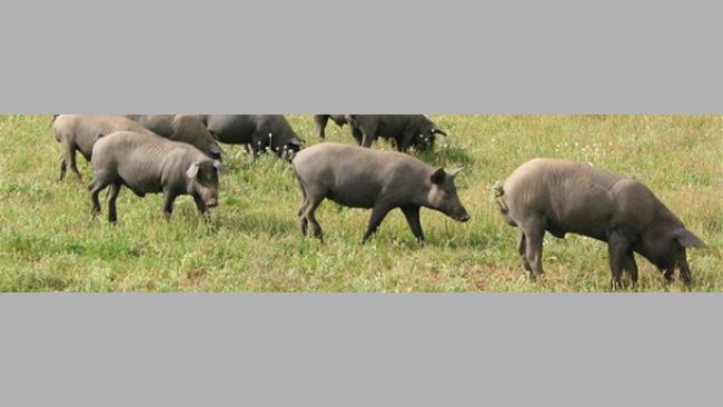 Aguilera urge a Ministerio a establecer mesa de debate para modificar la norma del ibérico