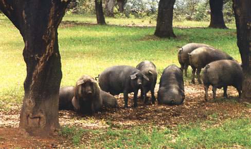 Cerdos ibéricos en dehesa