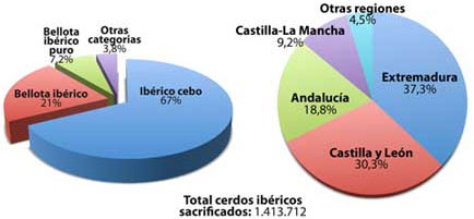 El sacrificio de cerdos ibéricos se redujo en un 8 % durante el primer semestre de 2012