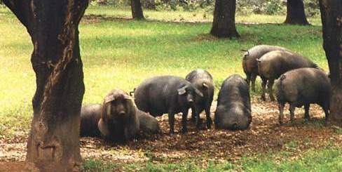 Cerdos ibéricos en dehesa