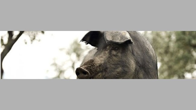 Ibérico