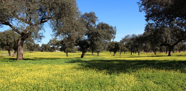 2012-11-12-Paisaje_Valdeseq.jpg