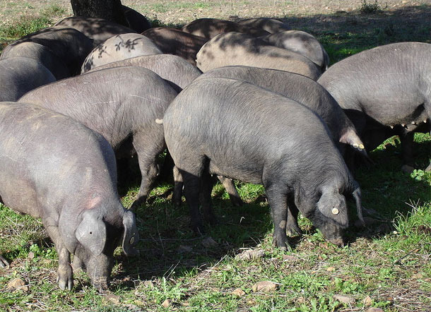 Cerdos ibéricos