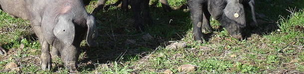 Cerdos ibéricos