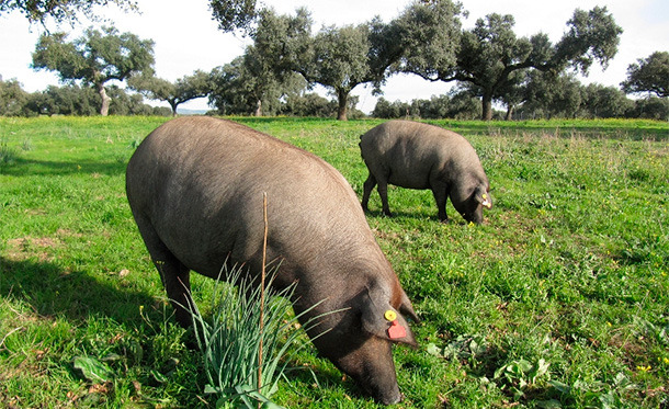 Proyecto sobre inmunocastración de machos de cerdo Ibérico