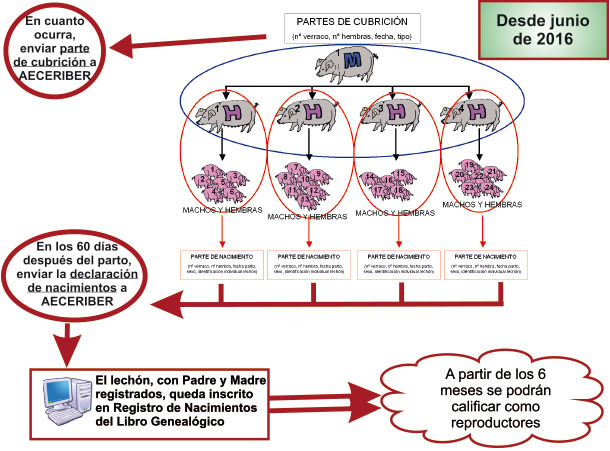 Nueva reglamentación del libro genealógico