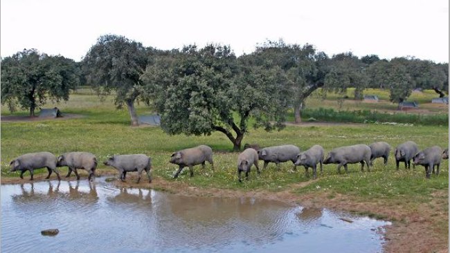 La finca I+D+i La Cocosa, como potencial genético
