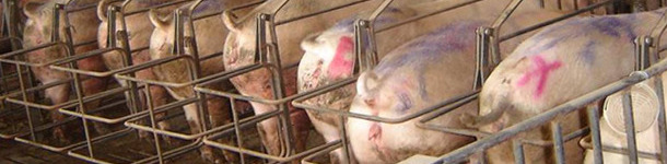 cerdas en cubrici&oacute;n