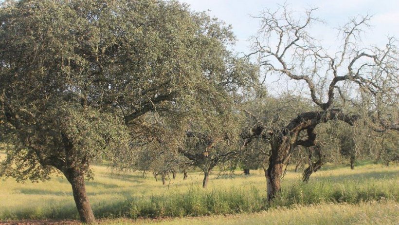 Dehesa andaluza afectada por la seca