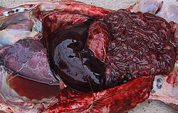 Pericarditis, pleuritis serosa, edema interlobulillar, bronconeumonía intersticial, fatal hemorragia en cavidad abdominal