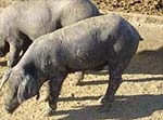 Cerdo ibérico con desmedro