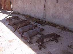 Cerdos ibéricos muertos por circovirosis